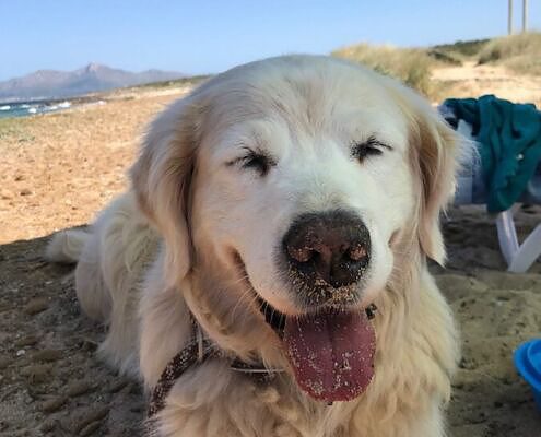 Mallorca Mit Hund Reisen - Mallorca mit Hund