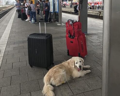 Reisen Mit Hund Bahn Vela - Wie und wohin reisen wir Hunde denn eigentlich gerne??