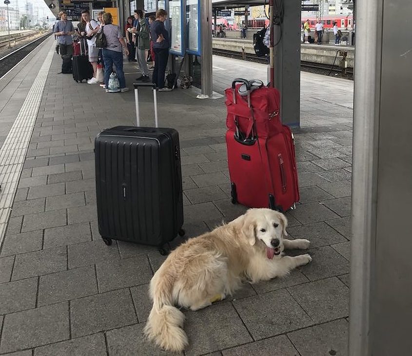 Reisen Mit Hund Bahn Vela - Wie und wohin reisen wir Hunde denn eigentlich gerne??