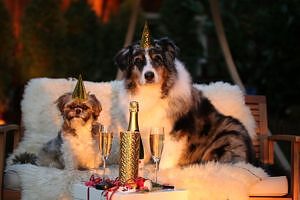 Hunde Happy New Year Oesterreich