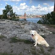 Reise Mit Hund Zug Sweden