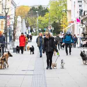 Wiener Neustadt, City Dog Walk, Socialwalk, Sightseeing mit Hunden, Hundeabenteuer, Hundegruppe, hundefreundliche Ausflüge, Hundetreffen, happy dogs, Hundeglück, Stadtspaziergang mit Hunden üben