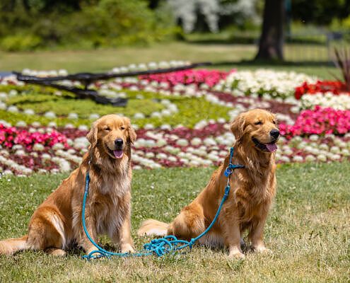 City Dog Walk, zwei Hunde auf der Wiese, aktiv mit Hund, Hundeabenteuer, Vela on Tour, Hundefotografie