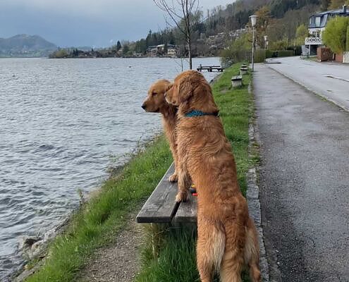 WP Traunsee 2 - Baden & Wandern mit Hund am Traunsee