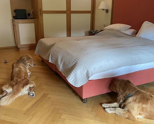 Hotel Herzoghof, Baden bei Wien, schlafende Hunde in Hotelzimmer, City Dog Walk, social walk, Abenteuer für Hund und Mensch, hundefreundliches Hotel, hundefreundliches Reisen, Vela on Tour
