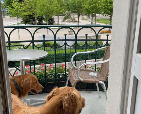 Hotel Herzoghof, Baden bei Wien, Balkon mit Hunden, City Dog Walk, social walk, Abenteuer für Hund und Mensch, hundefreundliches Hotel, hundefreundliches Reisen, Vela on Tour