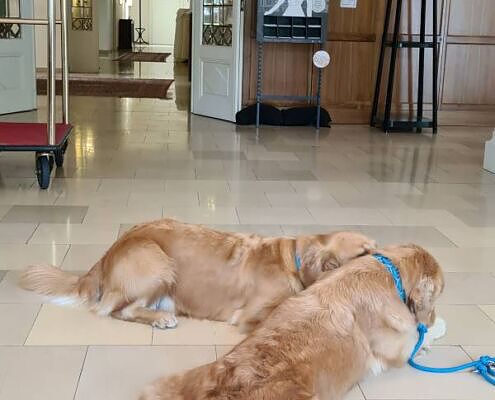Hotel Herzoghof, Baden bei Wien, zwei am Boden liegende Labradore, City Dog Walk, social walk, Abenteuer für Hund und Mensch, hundefreundliches Hotel, hundefreundliches Reisen, Vela on Tour
