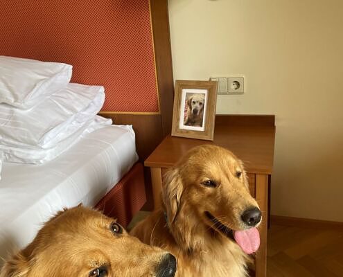 Hotel Herzoghof, Baden bei Wien, zwei Labradore in Hotelzimmer, City Dog Walk, social walk, Abenteuer für Hund und Mensch, hundefreundliches Hotel, hundefreundliches Reisen, Vela on Tour