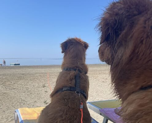 Vela On Tour, Tenuta Primero Grado mit Hund, Radfahrer, Sommerurlaub, Gruppenreisen mit Hund, Wandern mit Hund, Sommer mit Hund, Hundehotels, Urlaub mit Hund, Hundestrand, Doggy Beach