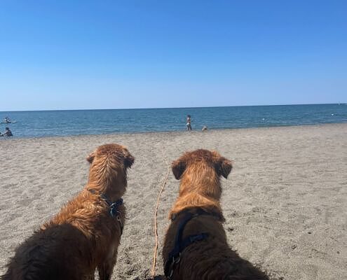 Italien, Caorle, hundefreundliche Strände, Hunde im Schatten auf das Meer blickend, Sommerurlaub mit Hund, hundefreundlich Reisen, hundefreundliche Hotels, glückliche Hunde, Sommeraktivitäten