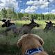 Dänemark, Hund beobachtet Elche im Gras vor einem Zaun, Hundereisen, Aktivitäten mit Hund, neugieriger Hund, Campen mit Hund