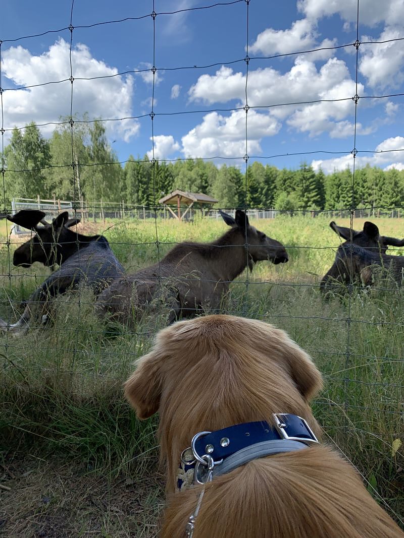 Dänemark, Hund beobachtet Elche im Gras vor einem Zaun, Hundereisen, Aktivitäten mit Hund, neugieriger Hund, Campen mit Hund