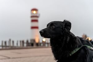 Neusiedler See Podersdorf Leuchtturm Hund