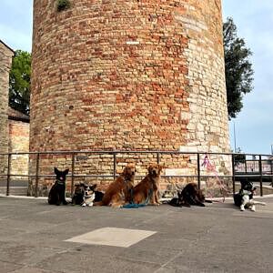 Italien, Caorle Turm, Hundegruppe, Urlaub mit Hund