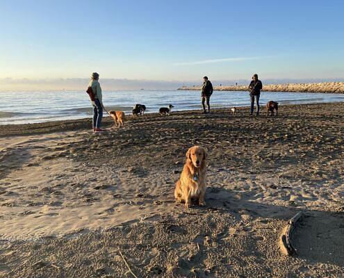 Hundeurlaub in Italien, Caorle, viele Hunde am Strand, dahinter das Meer, Spaß für Besitzer und Hund, Urlaubsfeeling
