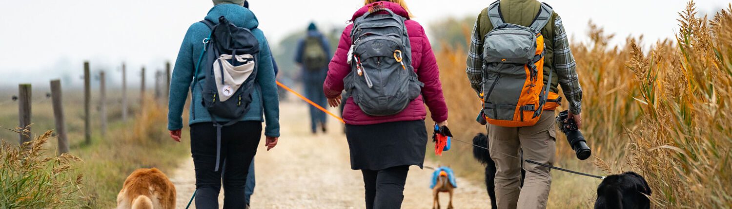 Menschengruppe mit Hunden, Hundewandern, Ausflug mit Hund, Feldweg, Herbst