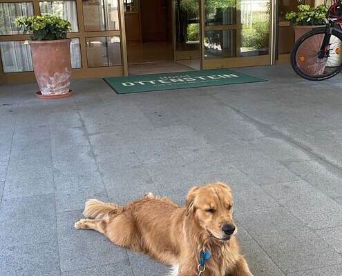 Waldviertel Hotel Hund liegt vorm Eingang zur Rezeption, Urlaub mit Hund