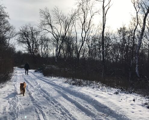Neusiedler See Mit Hund Martalweg Wandern Winter