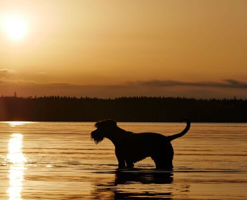 Vela On Tour, Gruppenreisen mit Hund, Wandern mit Hund, Sommer mit Hund, Hundehotels, Urlaub mit Hund, Schweden