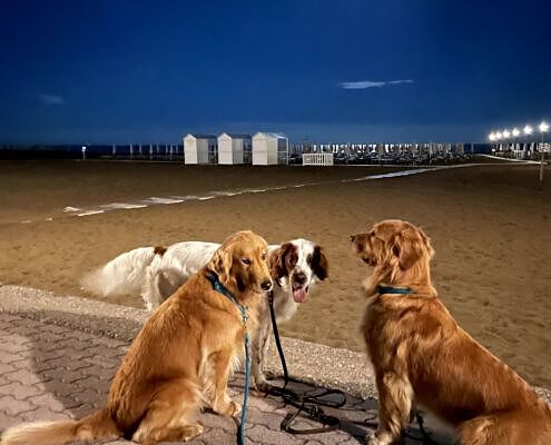 Vela On Tour, Gruppenreisen mit Hund, Wandern mit Hund, Sommer mit Hund, Hundehotels, Urlaub mit Hund, Italien, Caorle, Hotel Regina, Hundestrand, Doggy Beach