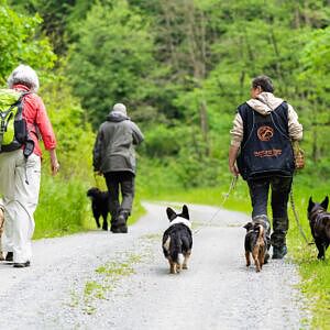 Vela On Tour, Gruppenreisen mit Hund, Wandern mit Hund, Sommer mit Hund, Hundehotels, Urlaub mit Hund, Burgenland, Kaisereiche im Leitha Gebirge