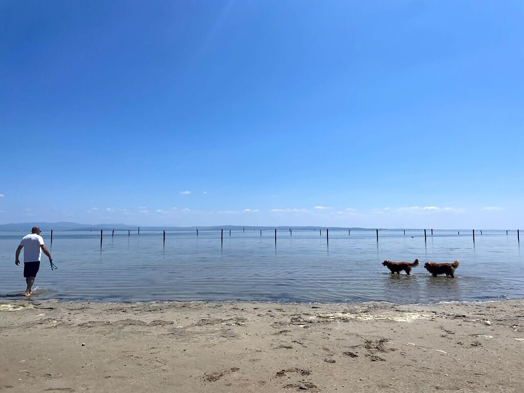 Strand Hunde Grado