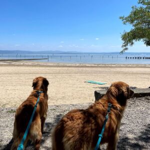 Vela On Tour, Tenuta Primero Grado mit Hund, Radfahrer, Sommerurlaub, Gruppenreisen mit Hund, Wandern mit Hund, Sommer mit Hund, Hundehotels, Urlaub mit Hund, Hundestrand, Doggy Beach