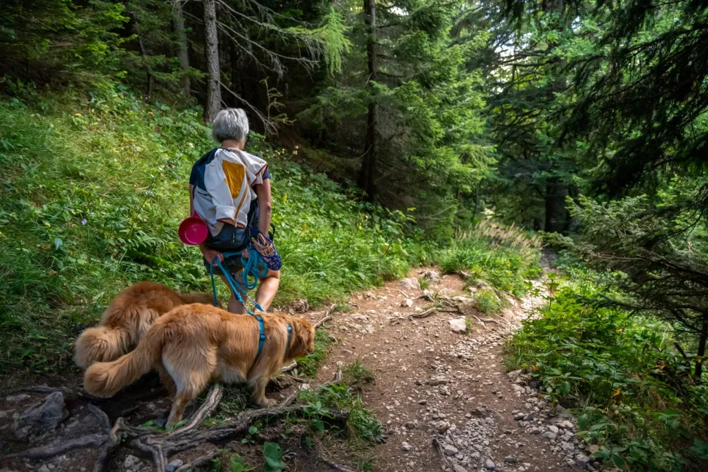 Wandern mit Hund Waldweg