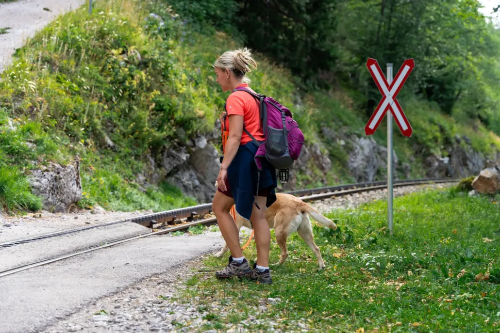 Wandern mit Hund Waldweg Schneebergbahn