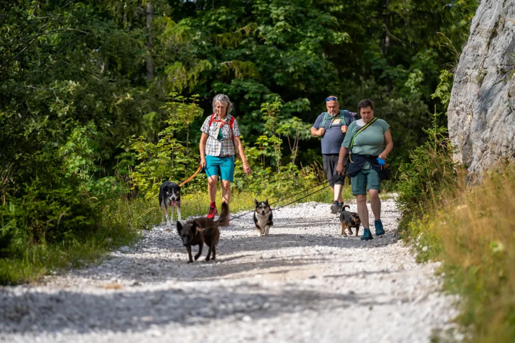 Wandern mit Hund Waldweg Hundegruppe