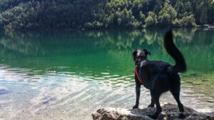 Leopoldsteiner See mit Hund Eisenerz Region