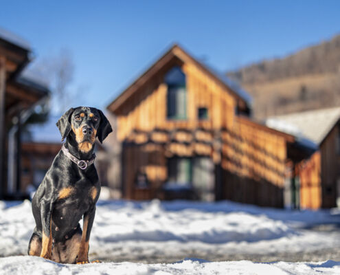 Hund vor Ferienhausanlage Kreischberg Murau Urlaub mit Hund