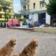 Hunde sitzend und wartend vor dem Hotel Regina in Caorle