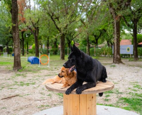 ein schwarzer und ein beiger Hund im Spielbereich der Hundefreilaufzone im Feriendorf Tenuta Primero Club del Sole