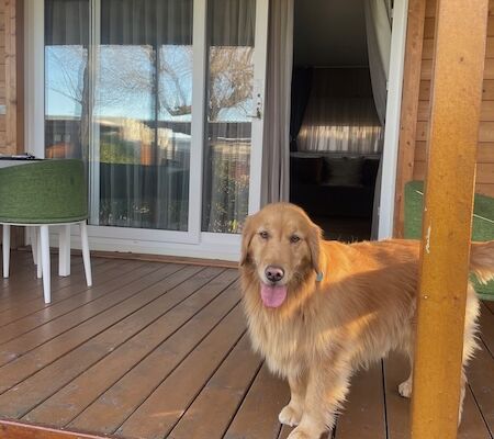 Retriever Hund auf Terrasse vor dem Eingang zu einem Mobilheim im Feriendorf Tenuta Primero in Grado Club del Sole