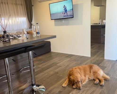Retriever Hund entspannt liegend am Boden des Mobilheims in der Wohnküche mit TV und Bar im Feriendorf Club del Sole in Grado