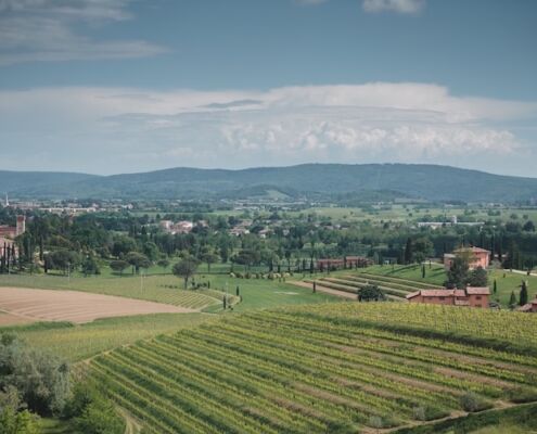 Urlaub mit Hund Friaul Castello di Spessa Weinberge