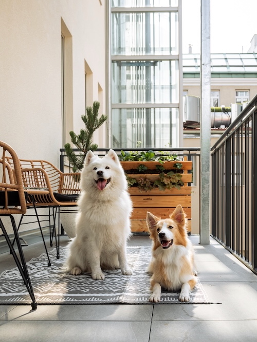 Urlaub mit Hund Apartments Wien Hunde willkommen