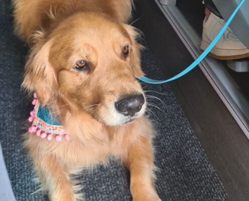 Busreise mit Hund_Burg Lockenhaus_Ausflug_Pepa im Bus © Angelika Mandler-Saul