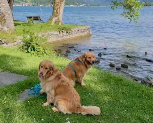 Schnitzers Dahoam_Urlaub mit Hund_Tegernsee hundefreundlich (1)