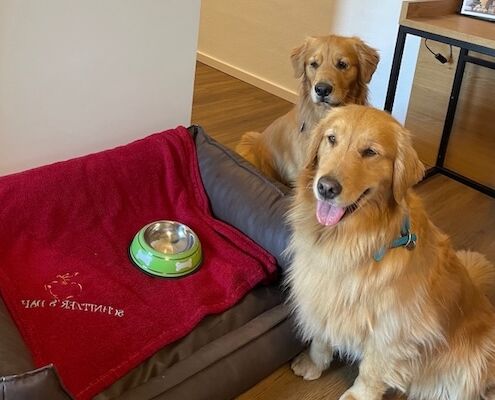 Schnitzers Dahoam_Urlaub mit Hund_Zimmer Hundebett (1)