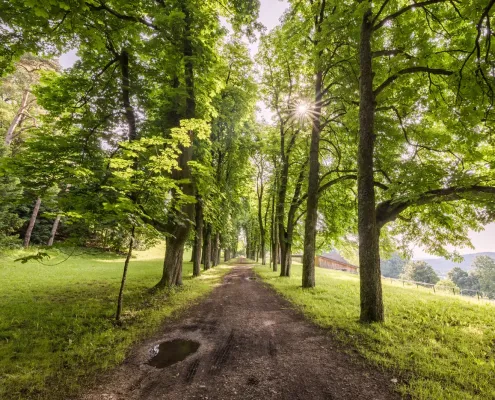 Busreise mit Hund_Waldviertel_Schloss Artstetten_HP_SCHLOSSPARK_ALLEE.jpg