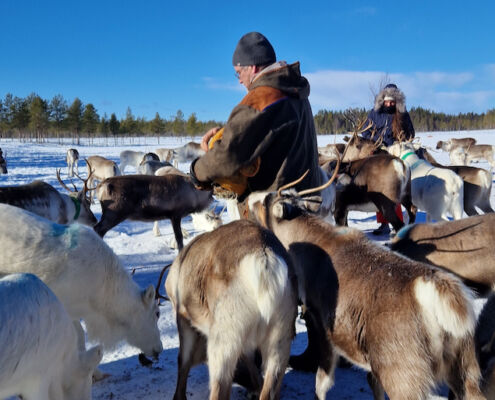 Rentierfüttern, immer ein Highlight