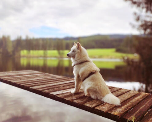 Südschweden, Hund auf Steg