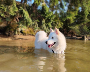 Hundebaden kein Problem