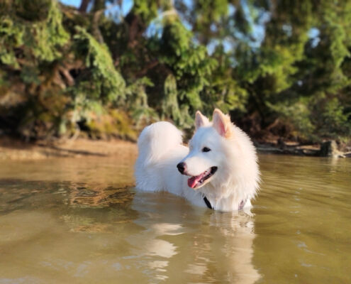 Hundebaden kein Problem