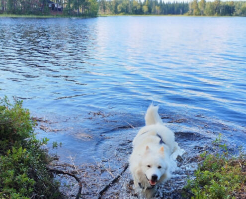 Hunde kommen bei Lev Naturanda sicher auf ihre Kosten