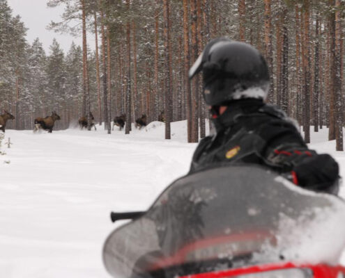 Mit Elchsichtungen muss man immer rechnen