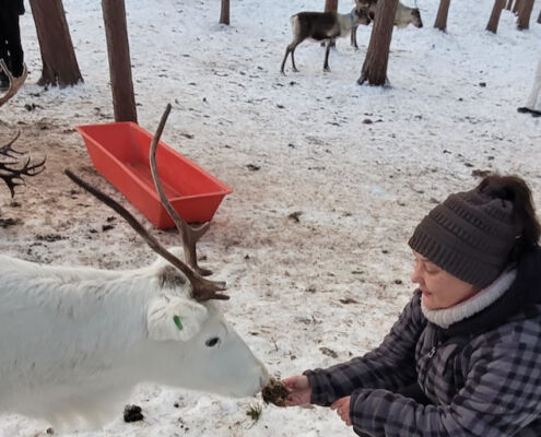 Rentierfüttern steht immer am Programm