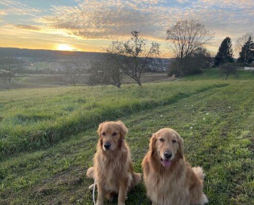 Rund um den Hund-Ausflug-Steiermark-Urlaub mit Hund